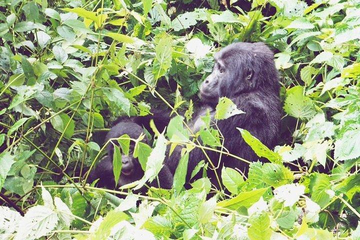 3 dagar Gorilla Trekking Safari