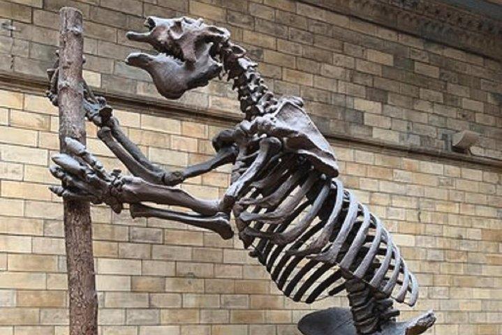 ロンドン自然史博物館の子供と家族向けプライベートツアー