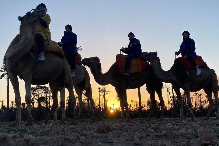 Marrakech kameltur i palmelund