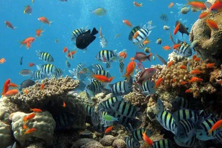 有名なカパルア湾からのエコ シー スクーター ガイド付きビーチ ツアー