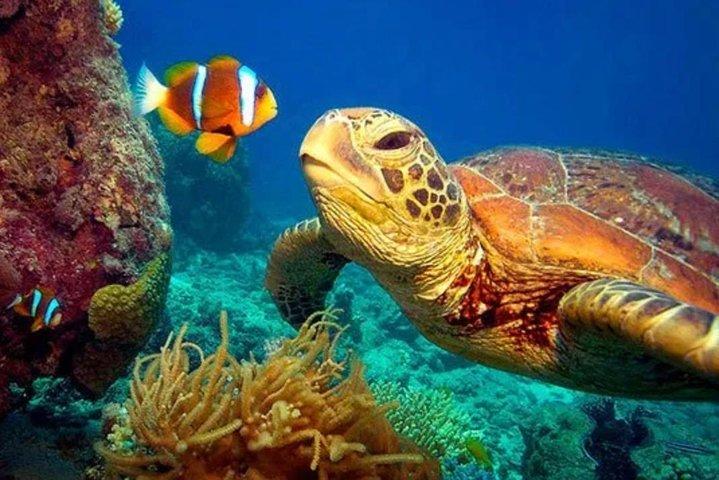 有名なカパルア湾からのエコ シー スクーター ガイド付きビーチ ツアー