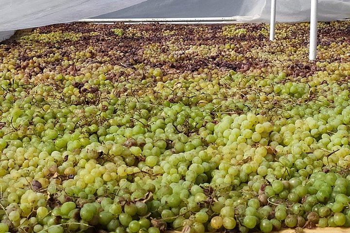 Axarquia VIP-vintur med Gourmet Winery Frokostoplevelse