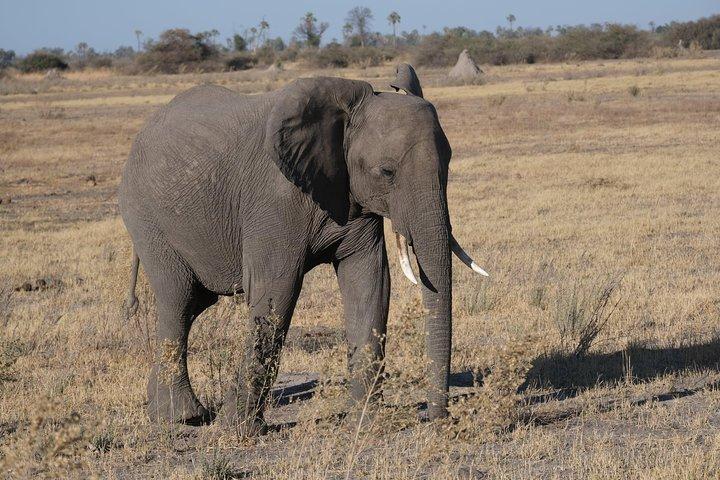 8 días de seguimiento de elefantes en Botswana