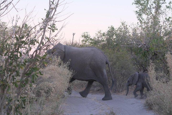 8 días de seguimiento de elefantes en Botswana