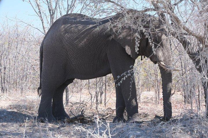 8 días de seguimiento de elefantes en Botswana