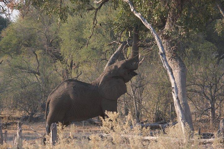 8 días de seguimiento de elefantes en Botswana