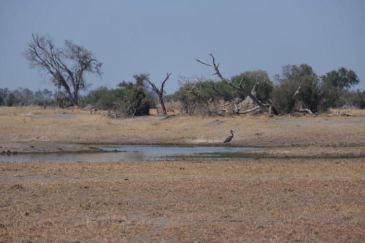 6 días caminando Safari Botswana