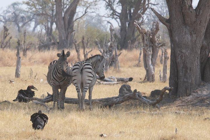 6 días caminando Safari Botswana