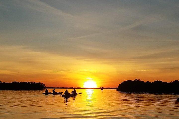 Sunset Tour Mangrove, dolfijnen, lamantijn nr. 1 beoordeeld in Cocoa Beach