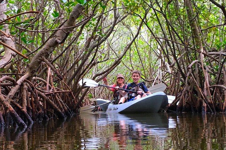 Sunset Tour Mangrove, Delfiner, Manatee #1 bedømt i Cocoa Beach