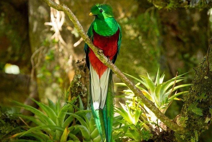 Observación de aves en Monteverde