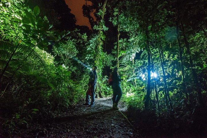 Passeggiata notturna per piccoli gruppi nel Parco Nazionale del Tortuguero in Costa Rica
