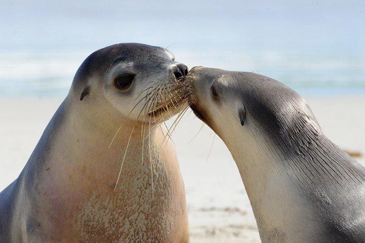 2 日間のアルティメット カンガルー アイランド (往復フェリー付き)