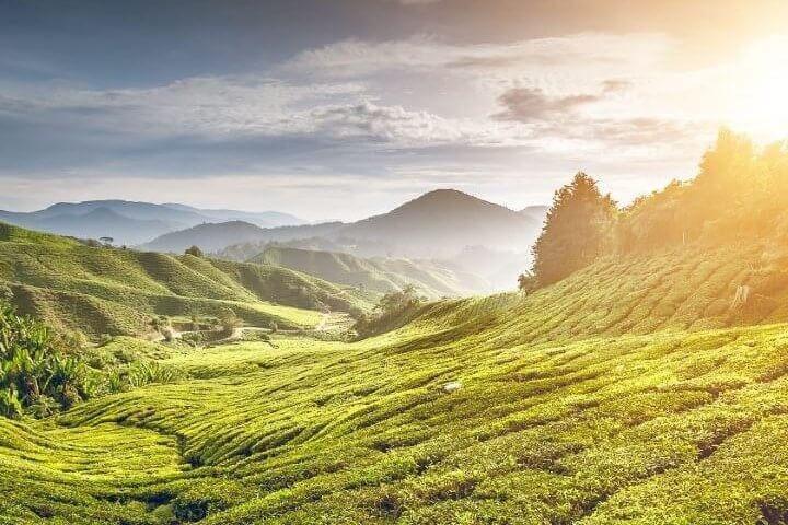 Visite privée: excursion d'une journée à Cameron Highland au départ de Kuala Lumpur