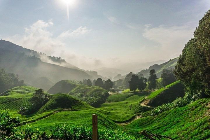 Visite privée: excursion d'une journée à Cameron Highland au départ de Kuala Lumpur