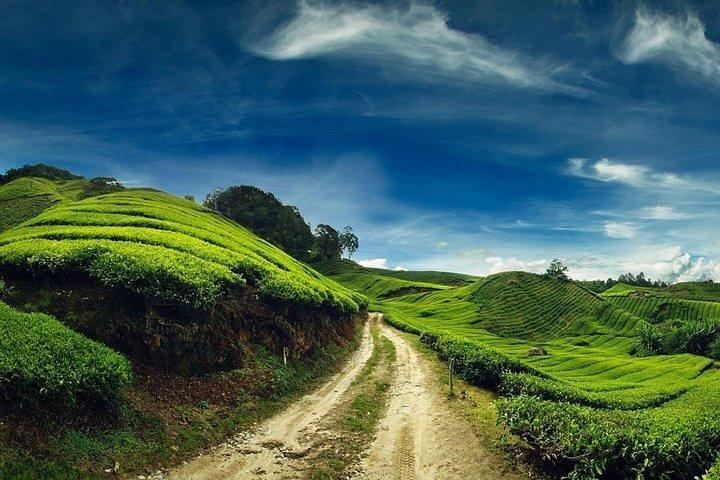 Visite privée: excursion d'une journée à Cameron Highland au départ de Kuala Lumpur