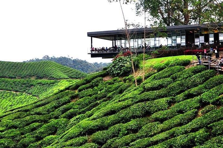 Visite privée: excursion d'une journée à Cameron Highland au départ de Kuala Lumpur