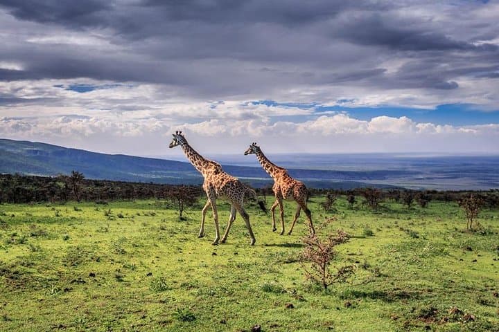 3 Days Serengeti and Ngorongoro Crater Fly in Safari