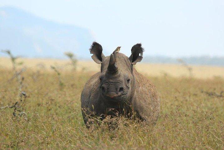 ケニア中部の野生動物の冒険