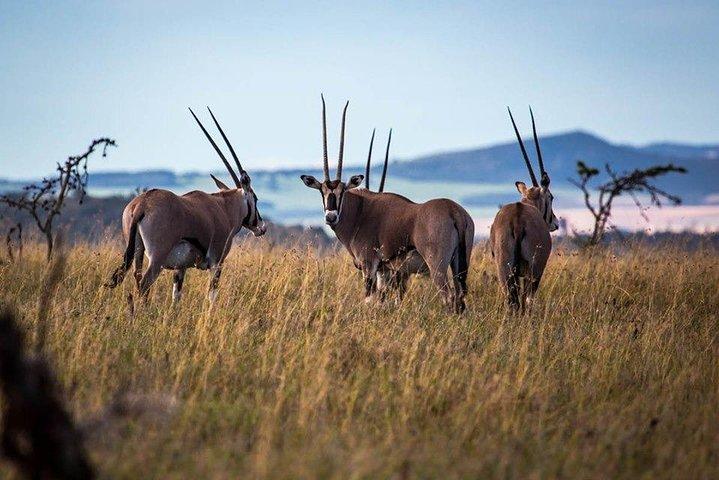 ケニア中部の野生動物の冒険