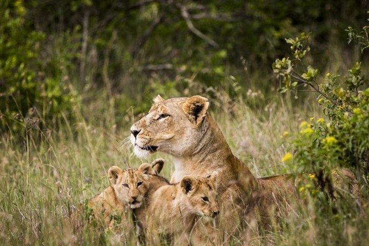 ケニア中部の野生動物の冒険