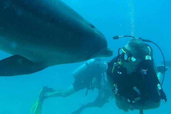 Snorkeltur vid Satayh delfinrev