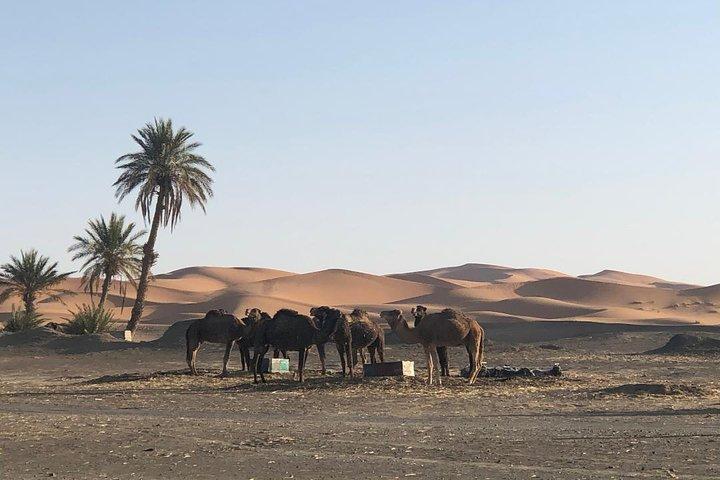 Excursión de 2 días al desierto de Zagoura desde Marrakech - Camel Trek - Tienda bereber