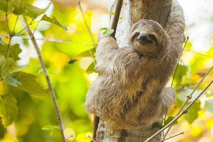 スロウズ、サルと滝の体験