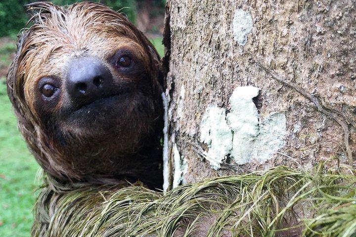 Sloths, frøer, aber !! med vandfald vandretur og Corobici River Safari float