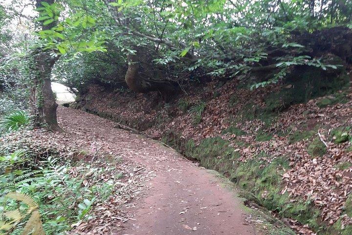 Madeira: Private Guided Walk Levada da Serra do Faial - Camacha