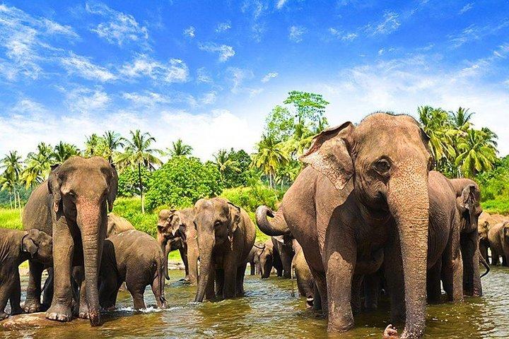 Escursione di un giorno al parco nazionale di Minneriya (All Inclusive) e Sigiriya