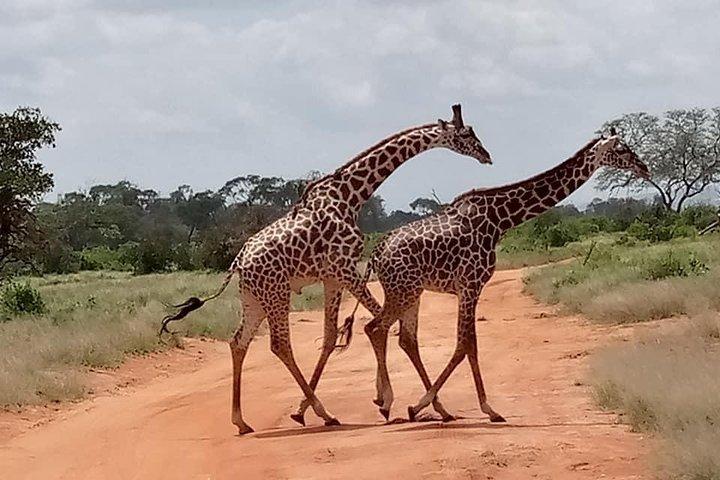 Oplev Kenya-safarier