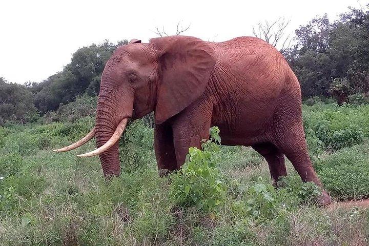 Oplev Kenya-safarier