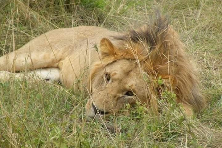 Oplev Kenya-safarier