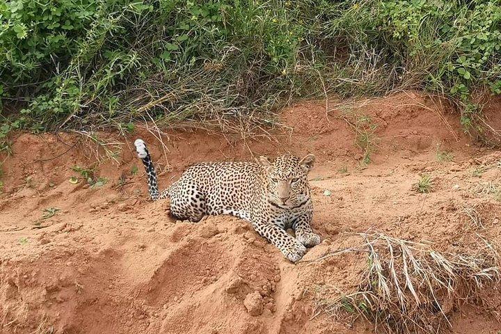 Oplev Kenya-safarier