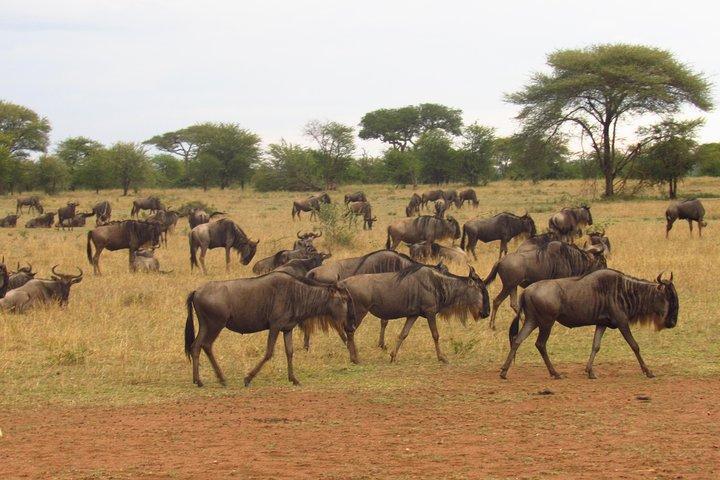 4-tägige Masai Mara Big Five Safari