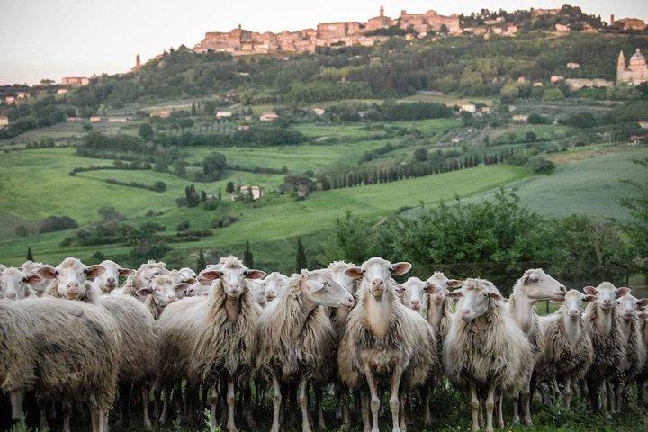 Montepulciano und Pienza Tuscany Wine & Cheese Fullday aus Rom