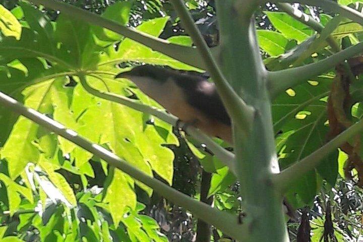 Rain Forest Jungle tour