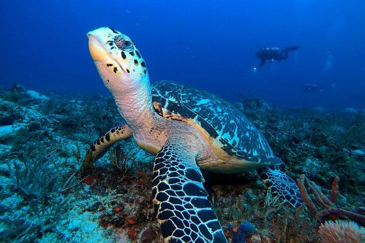 Open Water Diver course PADI including underwater video