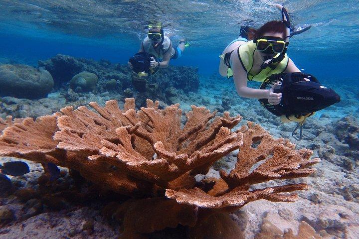 Schnorcheln Sie mit Sea Scootern in kleinen Gruppen am Mangel Halto Beach auf Aruba