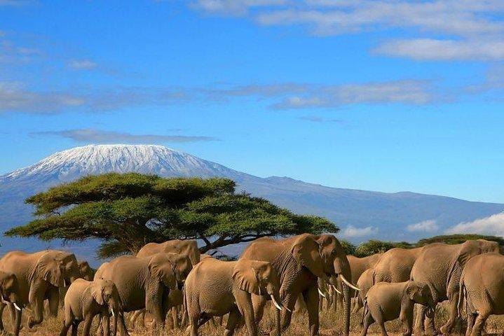 Safari privé à Amboseli de 2 jours