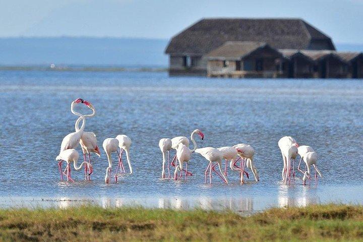 Safari privé à Amboseli de 2 jours