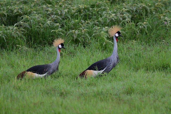 Safari privé à Amboseli de 2 jours