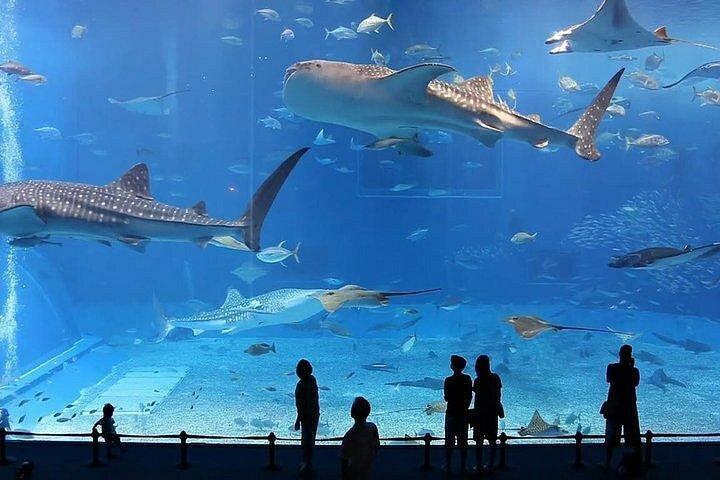 ブルジュ・アル・アラブ＆スーク半日観光ドバイシティツアー