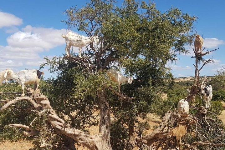 Privat dagstur til Essaouira