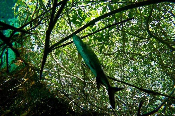 Try dive in beautiful Casa cenote for 2 people