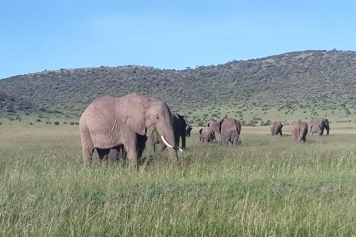 6 Tage Maasai Mara / Nakuru / Amboseli Gruppensafari