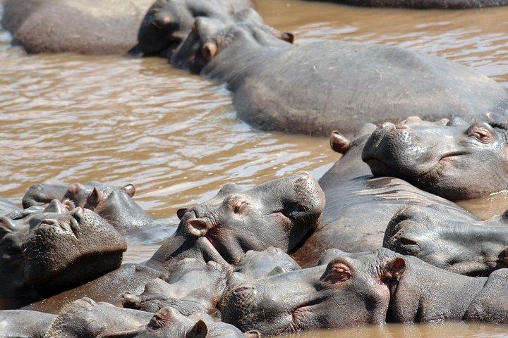 6 Tage Maasai Mara / Nakuru / Amboseli Gruppensafari