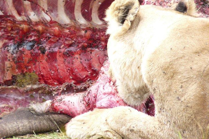 オルペジェタ-ナクル湖-マサイマラミッドコンフォートサファリ5日間