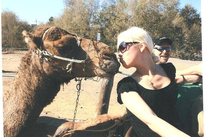 Cammello a cavallo tra le dune di Maspalomas